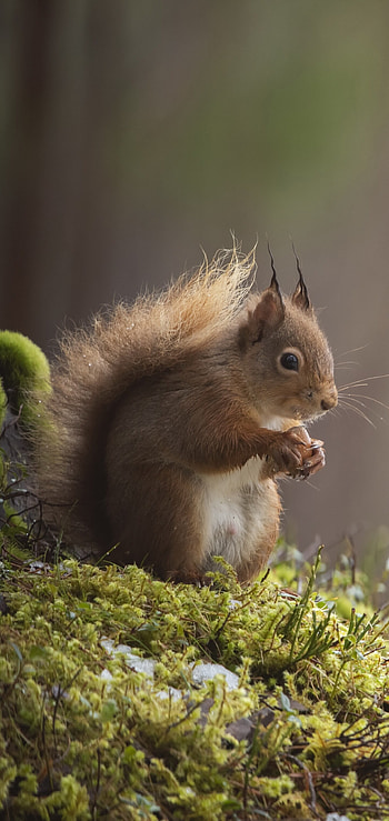 Squirrel, Animal, Keywords, Keywords HD phone wallpaper