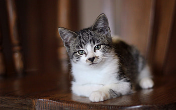 Animals, Cat, Kitty, Kitten, Lie, To Lie Down, Spotted, Spotty HD wallpaper
