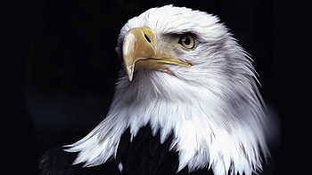Regal Eagle, eagle, bird, USA, patriotic, raptor, Firefox theme, totem, National emblem, America, bald eagle HD wallpaper