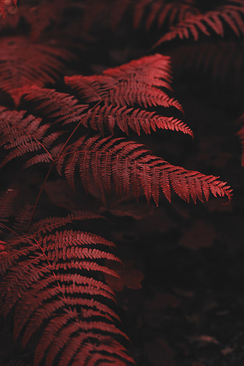 Leaves, Macro, Fern HD phone wallpaper