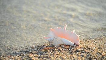 Seashell footage, Marine treasures, Coastal delights, Oceanic wonders HD wallpaper