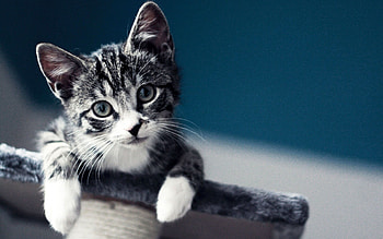 Domestic kitten, wonder, Furry friend, cuteness HD wallpaper