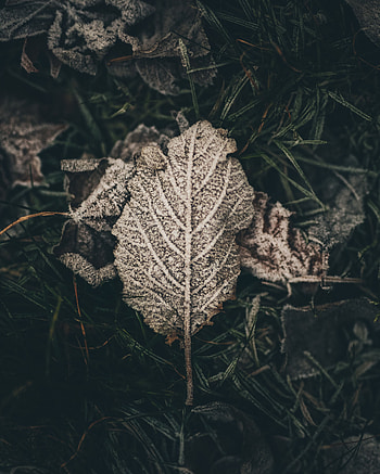 Nature, Snow, Sheet, Leaf, Frost, Hoarfrost, Dry HD phone wallpaper