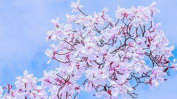 Fragrance of Magnolias, Firefox theme, pink, floral, flowers, southern, fragrant, magnolias HD wallpaper