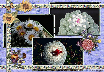 CACTI PLANTS, PLANTS, CACTI, COLLAGE HD wallpaper