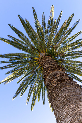 Nature, Sky, Leaves, Wood, Tree, Palm, Branches HD phone wallpaper