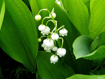 Plants, Flowers, Lily Of The Valley HD wallpaper
