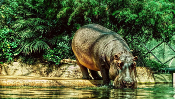 Hippo drinking water , Animal , Nature's beauty, Refreshing ry HD wallpaper