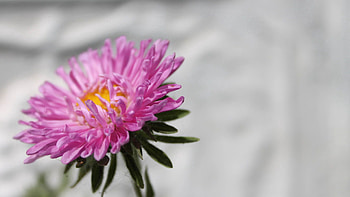 Flower, Macro, Bud, Stem, Stalk HD wallpaper
