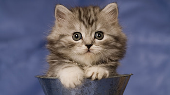 Animals, Cats HD wallpaper
