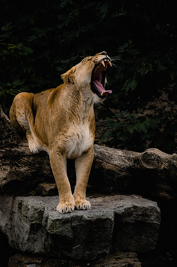 Animals, Grin, Predator, Big Cat, Lioness, Fangs HD phone wallpaper
