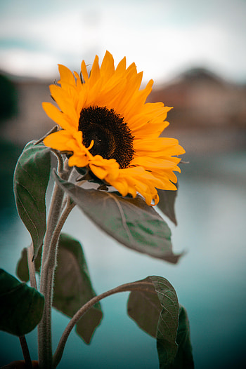 Flowers, Leaves, Flower, Petals, Sunflower HD phone wallpaper