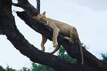 Animals, Wood, Tree, Lion, Predator, Relaxation, Rest HD wallpaper