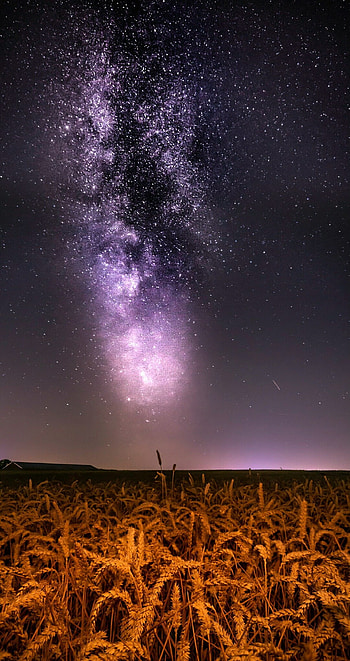 Wheat field, Milky Way HD phone wallpaper