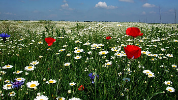 Preview poppies HD wallpaper