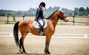 Working equitation in South Africa, All-inclusive equestrian sport, Riding for all, Equine versatility HD wallpaper
