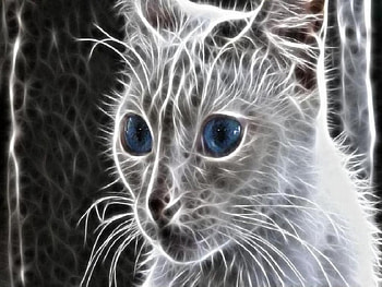 fractal cat, cat, fractal HD wallpaper