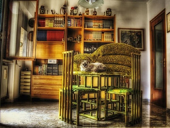 Appunti, chair, cat HD wallpaper