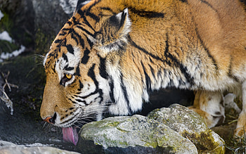 Tiger Drinking Water, cat, tiger, water, drink, animal HD wallpaper