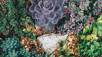Succulent Flowers Plant, flowers, nature, beautiful HD wallpaper