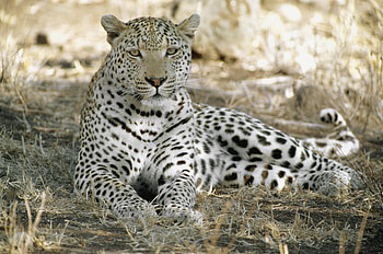 Animals, Leopard, Shadow, Predator, Relaxation, Rest, Africa, Tenek HD wallpaper