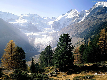 Landscape, Mountains, Fir-Trees HD wallpaper