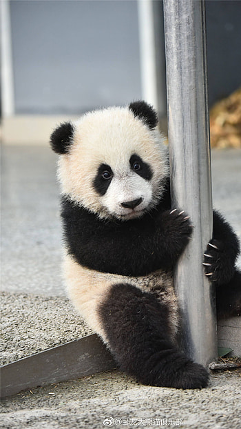 Panda, Cute, Cute Panda HD phone wallpaper