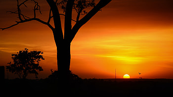 Barretos Brazil, nature, Barretos, sunset, Brazil, landscape, silhouette HD wallpaper