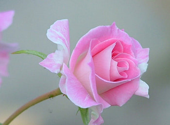 ~Softness Rose of Love~, beloved valentines, graphy, single rose, rose, sweet, macro nature, most ed, attractions in dreams, beautiful, pink, pretty, love, softness beauty, nature, flowers, tender touch, lovely HD wallpaper