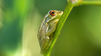 Nature's wonder, Colorful amphibian, Serene frog, Tree-dwelling creature HD wallpaper