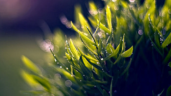 Grass, Macro, Greens, Dew HD wallpaper