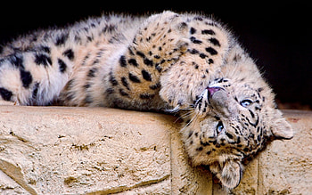 Animals, Snow Leopard, Spotty, Spotted, Big Cat, Playful HD wallpaper