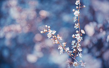 Plants, Flowers HD wallpaper