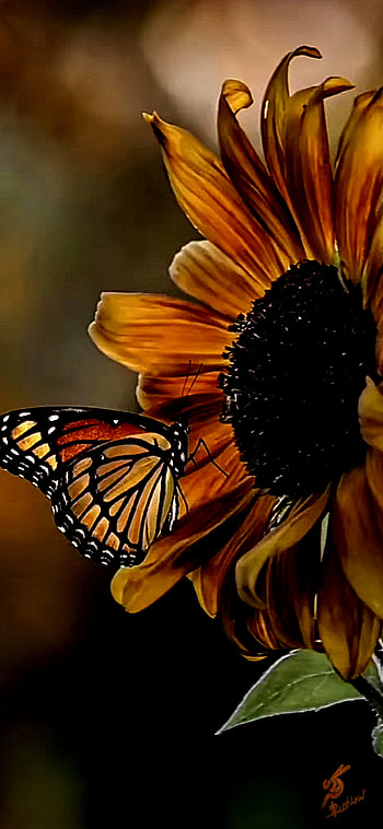 Butterfly and sunflowe, orange, moths_and_butterflies HD phone wallpaper