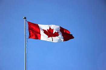 Canadian flag waving proudly against a clear blue sky in Victoria, BC. HD wallpaper