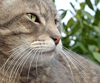 Animals, Cat, Muzzle, Striped, Moustache, Mustache, Nose HD wallpaper