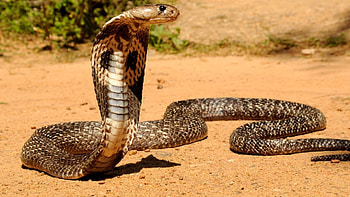 Regal King Cobra, Majestic reptile beauty, , Nature's grandeur HD wallpaper