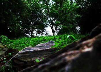 Behing the Rocks, focus, green, trees, grass, behind, rocks HD wallpaper