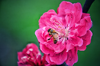 Pink, Flower, Macro, Bee, Pollination HD wallpaper
