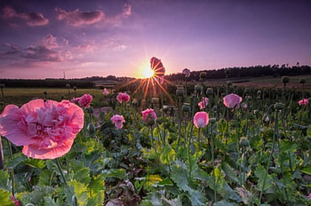 Pink Flowers, field, nature, splendor, sunset HD wallpaper
