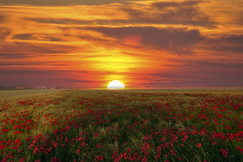 Sunset, poppies, clouds, view, sky, nature, flowers HD wallpaper