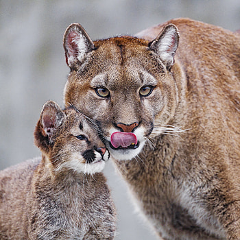 Animals, Young, Predator, Lioness, Care, Joey HD phone wallpaper