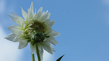White flower, summer, dahlia, bluesky, harmony HD wallpaper