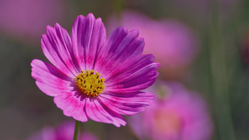Purple cosmos, purple, flower, cosmos, nature, spring HD wallpaper