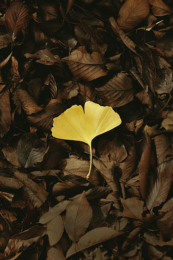 Autumn, Leaves, Macro, Leaflet HD phone wallpaper