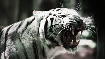 Animals, Grin, Muzzle, Predator, Tiger, Fangs HD wallpaper