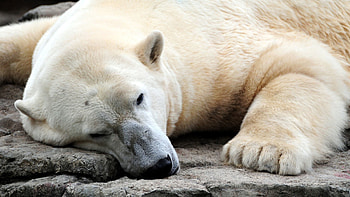 Animals, Bear, Sleep, Dream, Paws, Big, Large, Polar Bear HD wallpaper