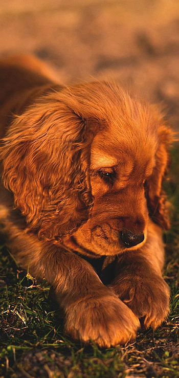 High-quality , resolution, Puppy , Cute puppy HD phone wallpaper