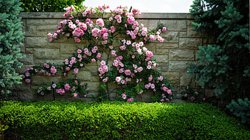 Plants, Flowers, Roses HD wallpaper