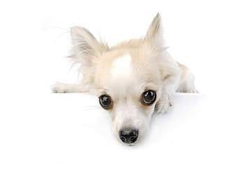 Cute little fellow, animal, dog, cute, pet, chihuahua HD wallpaper